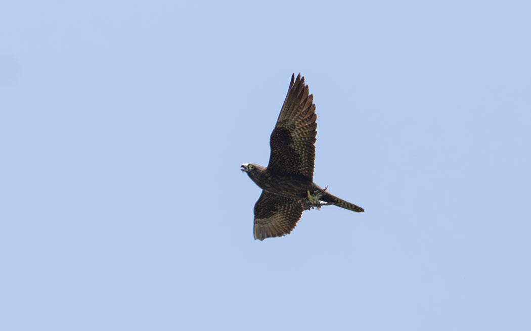 Eleonora's Falcon